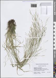 Agrostis clavata Trin., Siberia, Baikal & Transbaikal region (S4) (Russia)