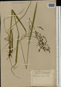 Glyceria lithuanica (Gorski) Gorski, Eastern Europe, Moscow region (E4a) (Russia)