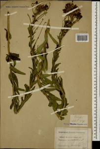 Hieracium umbellatum L., Caucasus, North Ossetia, Ingushetia & Chechnya (K1c) (Russia)