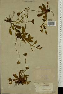 Pilosella officinarum Vaill., Eastern Europe, North Ukrainian region (E11) (Ukraine)