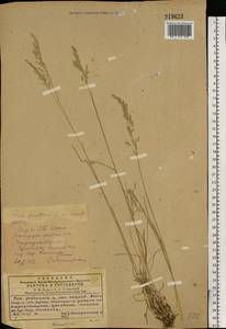 Poa pratensis L., Eastern Europe, South Ukrainian region (E12) (Ukraine)