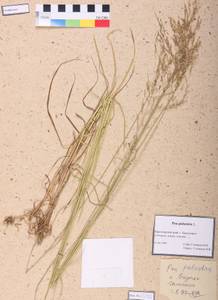 Poa pratensis L., Siberia, Central Siberia (S3) (Russia)