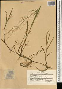 Catabrosa aquatica (L.) P.Beauv., South Asia, South Asia (Asia outside ex-Soviet states and Mongolia) (ASIA) (Afghanistan)