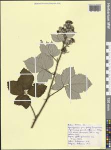 Rubus ibericus Juz., Caucasus, Black Sea Shore (from Novorossiysk to Adler) (K3) (Russia)