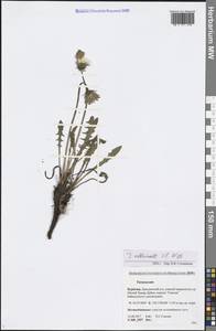 Taraxacum officinale Weber ex F. H. Wigg., Siberia, Baikal & Transbaikal region (S4) (Russia)