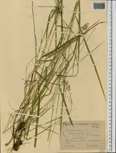 Glyceria lithuanica (Gorski) Gorski, Eastern Europe, Central forest region (E5) (Russia)