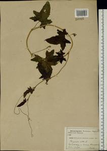 Bryonia alba L., Eastern Europe, Central forest-and-steppe region (E6) (Russia)