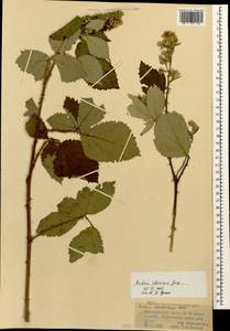 Rubus ibericus Juz., Caucasus, Krasnodar Krai & Adygea (K1a) (Russia)