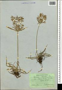 Cyperus esculentus L., Caucasus, Georgia (K4) (Georgia)