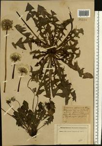 Taraxacum officinale Weber ex F. H. Wigg., Eastern Europe, North-Western region (E2) (Russia)