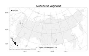 Alopecurus vaginatus (Willd.) Pall. ex Kunth, Atlas of the Russian Flora (FLORUS) (Russia)