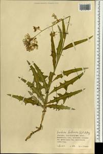 Lactuca tatarica (L.) C. A. Mey., Mongolia (MONG) (Mongolia)