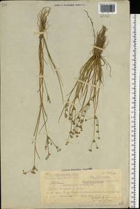 Juncus articulatus L., Eastern Europe, Volga-Kama region (E7) (Russia)