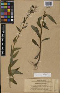 Hieracium umbellatum L., Eastern Europe, Northern region (E1) (Russia)
