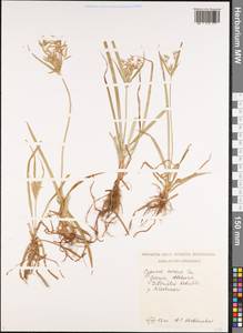 Cyperus esculentus L., Caucasus, Georgia (K4) (Georgia)