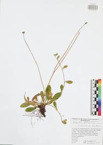Pilosella officinarum Vaill., Eastern Europe, Central region (E4) (Russia)