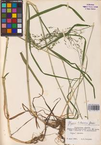 Glyceria lithuanica (Gorski) Gorski, Eastern Europe, Western region (E3) (Russia)