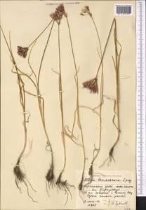 Allium barsczewskii Lipsky, Middle Asia, Western Tian Shan & Karatau (M3) (Kyrgyzstan)