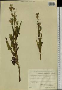 Lactuca tatarica (L.) C. A. Mey., Siberia, Chukotka & Kamchatka (S7) (Russia)