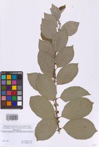 Salix caprea L., Eastern Europe, Moscow region (E4a) (Russia)