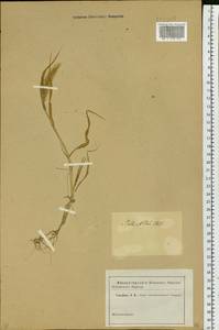 Setaria viridis (L.) P.Beauv., Siberia, Altai & Sayany Mountains (S2) (Russia)