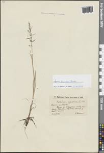 Catabrosa aquatica (L.) P.Beauv., Eastern Europe, Lower Volga region (E9) (Russia)