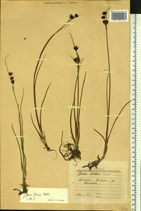 Juncus castaneus subsp. triceps (Rostk.) Novikov, Siberia, Altai & Sayany Mountains (S2) (Russia)