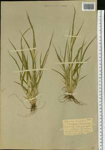 Setaria viridis (L.) P.Beauv., Siberia, Altai & Sayany Mountains (S2) (Russia)