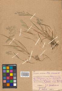 Poa annua L., Siberia, Russian Far East (S6) (Russia)