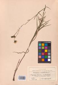 Hieracium umbellatum L., Siberia, Russian Far East (S6) (Russia)