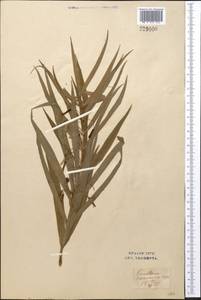 Polygonatum sewerzowii Regel, Middle Asia, Syr-Darian deserts & Kyzylkum (M7) (Uzbekistan)