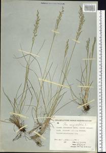 Poa angustifolia L., Siberia, Yakutia (S5) (Russia)