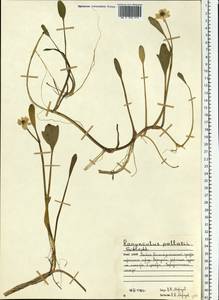 Coptidium pallasii (Schltdl.) A. & D. Löve, Eastern Europe, Northern region (E1) (Russia)