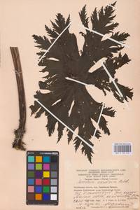 Aconitum septentrionale Koelle, Eastern Europe, Eastern region (E10) (Russia)