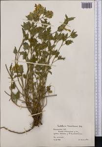 Scutellaria sieversii Bunge, Middle Asia, Northern & Central Tian Shan (M4) (Kazakhstan)