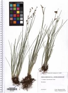 Juncus compressus Jacq., Eastern Europe, Middle Volga region (E8) (Russia)