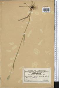 Alopecurus arundinaceus Poir., Middle Asia, Western Tian Shan & Karatau (M3) (Kazakhstan)