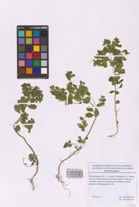 Euphorbia peplus L., Eastern Europe, Central region (E4) (Russia)