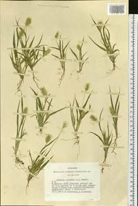 Setaria viridis (L.) P.Beauv., Siberia, Altai & Sayany Mountains (S2) (Russia)