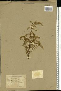 Artemisia scoparia Waldst. & Kit., Eastern Europe, North Ukrainian region (E11) (Ukraine)