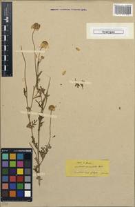 Anthemis auriculata Boiss., South Asia, South Asia (Asia outside ex-Soviet states and Mongolia) (ASIA) (Turkey)