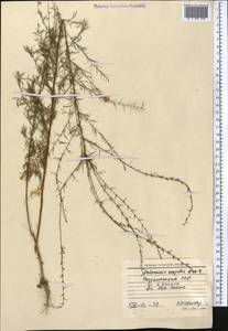 Artemisia scoparia Waldst. & Kit., Middle Asia, Kopet Dag, Badkhyz, Small & Great Balkhan (M1) (Turkmenistan)