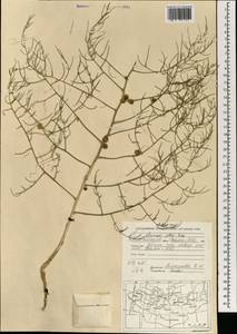 Asparagus dauricus Fisch. ex Link, Mongolia (MONG) (Mongolia)