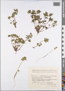 Lamium amplexicaule var. orientale (Pacz.) Mennema, Eastern Europe, Lower Volga region (E9) (Russia)