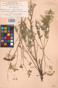 Silaum silaus (L.) Schinz & Thell., Eastern Europe, Eastern region (E10) (Russia)