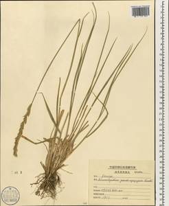 Leymus chinensis (Trin.) Tzvelev, South Asia, South Asia (Asia outside ex-Soviet states and Mongolia) (ASIA) (China)