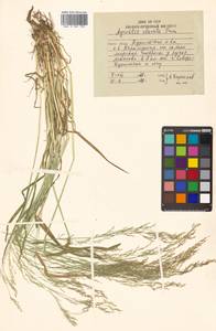 Agrostis clavata Trin., Siberia, Russian Far East (S6) (Russia)