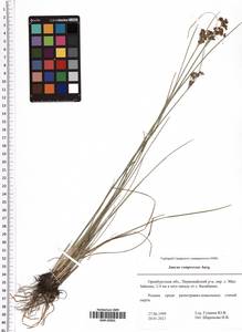 Juncus compressus Jacq., Eastern Europe, Eastern region (E10) (Russia)