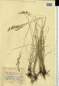 Poa angustifolia L., Eastern Europe, North Ukrainian region (E11) (Ukraine)