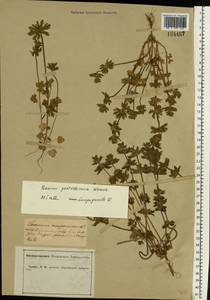 Lamium amplexicaule var. orientale (Pacz.) Mennema, Eastern Europe, Central forest-and-steppe region (E6) (Russia)